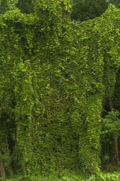 Tree background with moody lighting Stock Photos