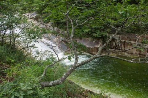 The tree on the background of a mountain river Stock Photos