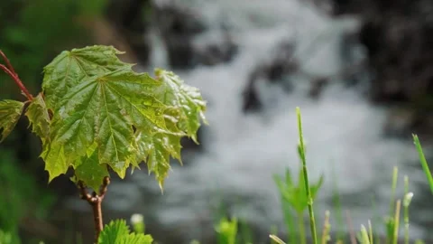 A tree on the background of a mountain stream Stock Footage 241725414