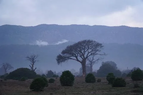 Tree on the background of mountains in Cirali Stock Photos