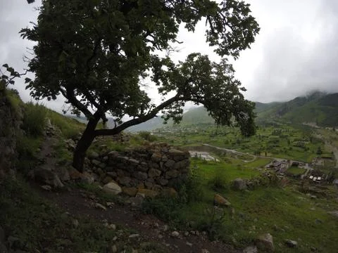 Tree on the background of mountains Stock Photos