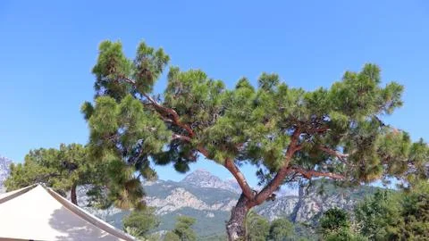 Tree on a background of mountains Stock Photos