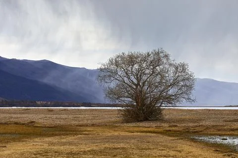 A tree on the background of mountains in the rain Foto stock