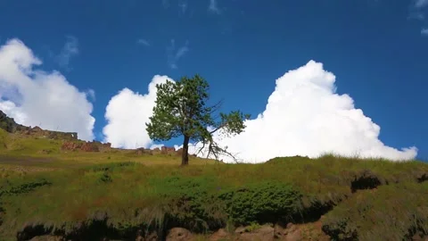 Tree on the background of moving clouds Stock Footage 158820959