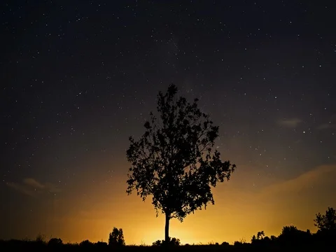 Tree on background night sky and sunrise. 4k 動画素材 77469821