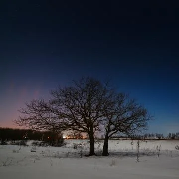 Tree on a background of the night star sky in winter. Stock Photos
