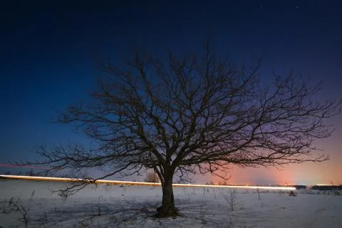 Tree on a background of the night star sky in winter. Stock Photos