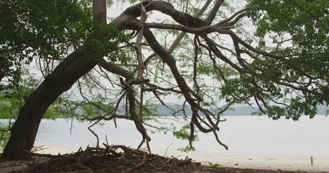 Tree on the background of the ocean. Costa rica. Tropical beach. Red Digital Stock Footage 82453628