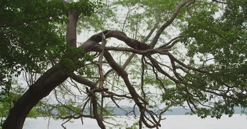 Tree on the background of the ocean. Costa rica. Tropical beach. Red Digital Stock Footage 82453716