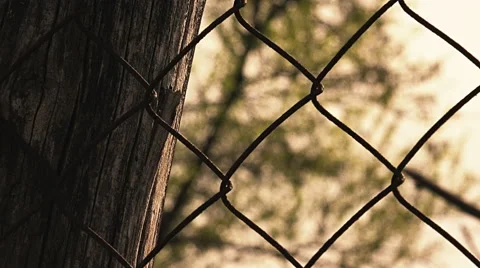 A tree in background out of The Prison: Fence metallic wire Stock-Footage 62873613