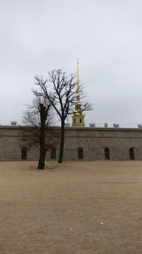 Tree on the background of the Peter and Paul Fortress Stock Photos