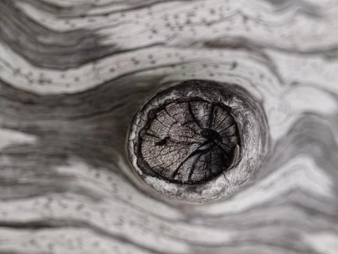 Tree background Fotos de archivo