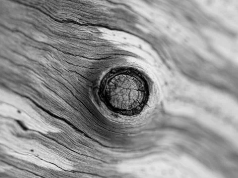 Tree background Fotos de archivo