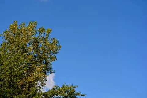 Tree background Fotos Stock