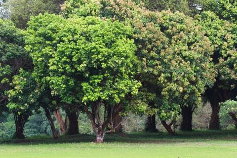 Tree background Stock Photos