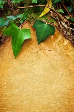 Tree background Stock Photos