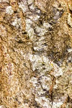 Tree background Stock Photos