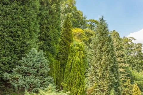 Tree background Stock Photos