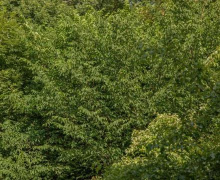 Tree background Stock Photos