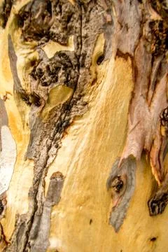 Tree Background Stock Photos