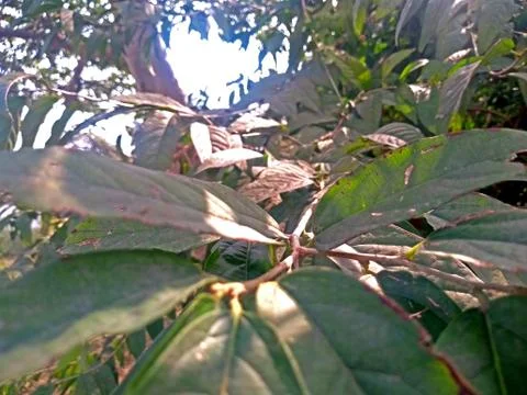 Tree background Stock Photos