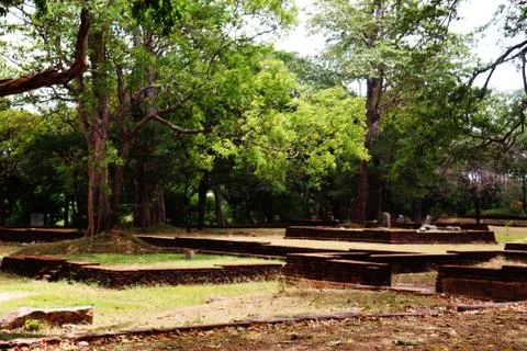 Tree background 写真素材