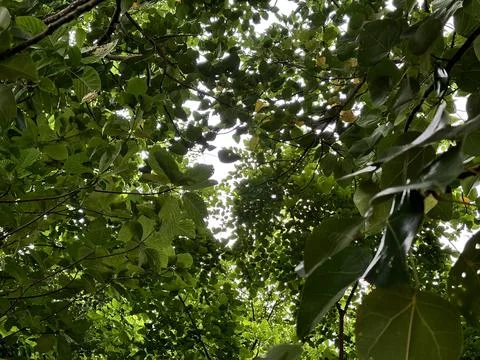 Tree background Stock Photos