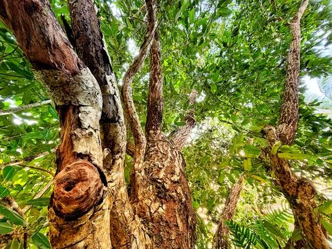 Tree background Stock Photos