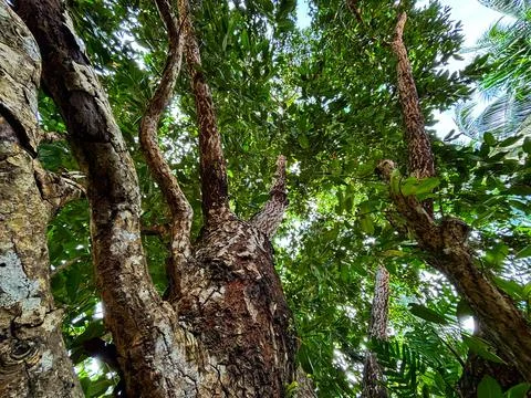 Tree background Stock Photos