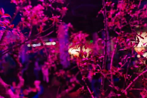 Tree background pink light blur shadow branch Stock Photos