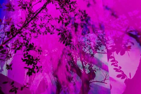 Tree background pink light blur shadow branch Stock Photos
