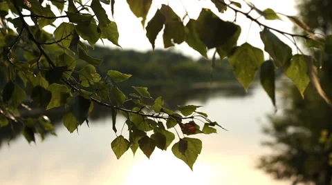 Tree on a background of the river Stock Footage 55159077