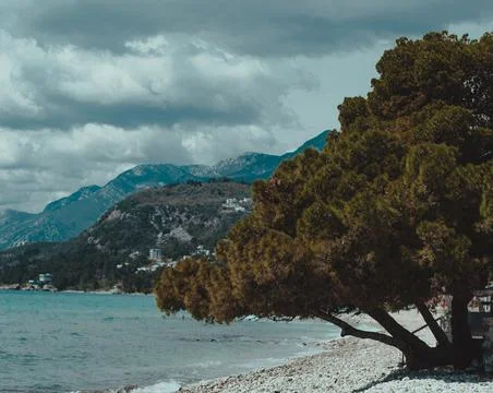 Tree on the background of rocks Foto stock