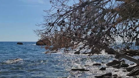 Tree on the background of the sea Stock Footage 183816517