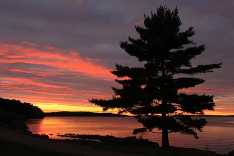 Tree on a background of the sea Stock Photos