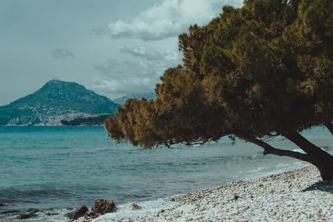 Tree on the background of the sea Foto stock