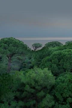 Tree on the background of the sea. Stock Photos