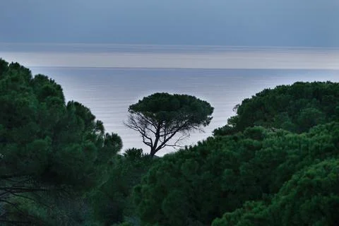 Tree on the background of the sea. Stock Photos