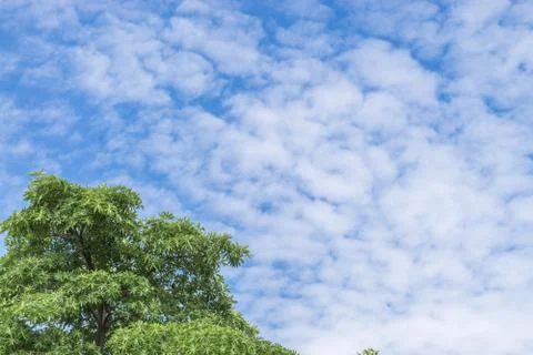 Tree on the background of the sky with copy space for text. nature concept. Stock Photos