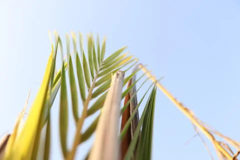 Tree background sky Stock Photos