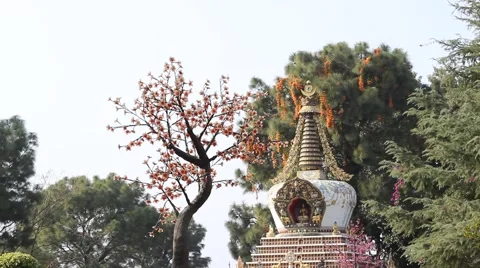 Tree on the background of stupa in the Kopan monastery Stock Footage 58938167