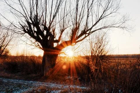 Tree on a background of sunset in autumn Stock Photos