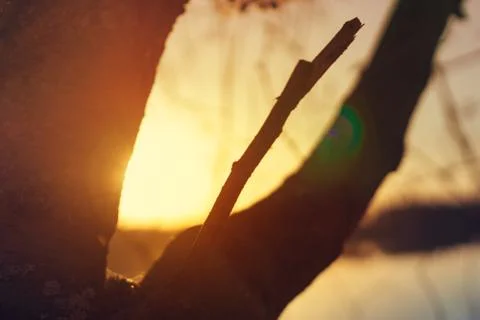 Tree on the background of sunset sky Stock Photos