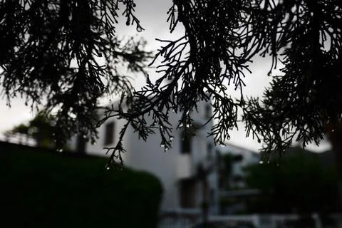 Tree on the background of the villa after rain Stock Photos