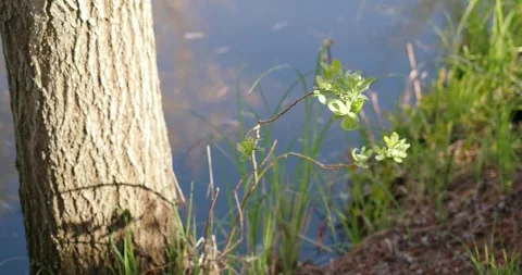 Tree on the background of water, sounds of nature Stock Footage 248352375