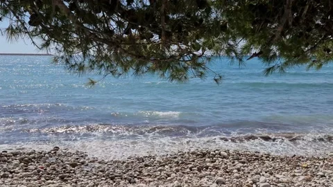 Tree on the background of the waves Stock Footage 183818340