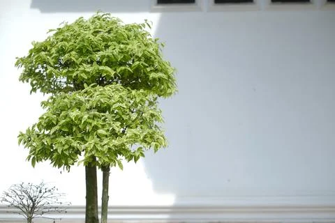 TREE BACKGROUND WITH WHITE WALL Stock Photos