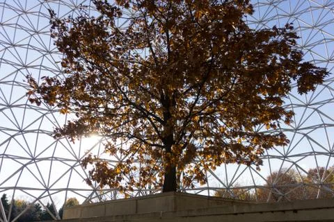 Tree backlight fall colors inside a metal cage symbol Stock Photos