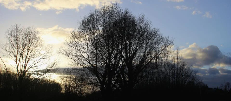 Tree in backlight Stock Photos