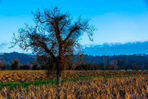 Tree in backlight at sunset two Stock Photos